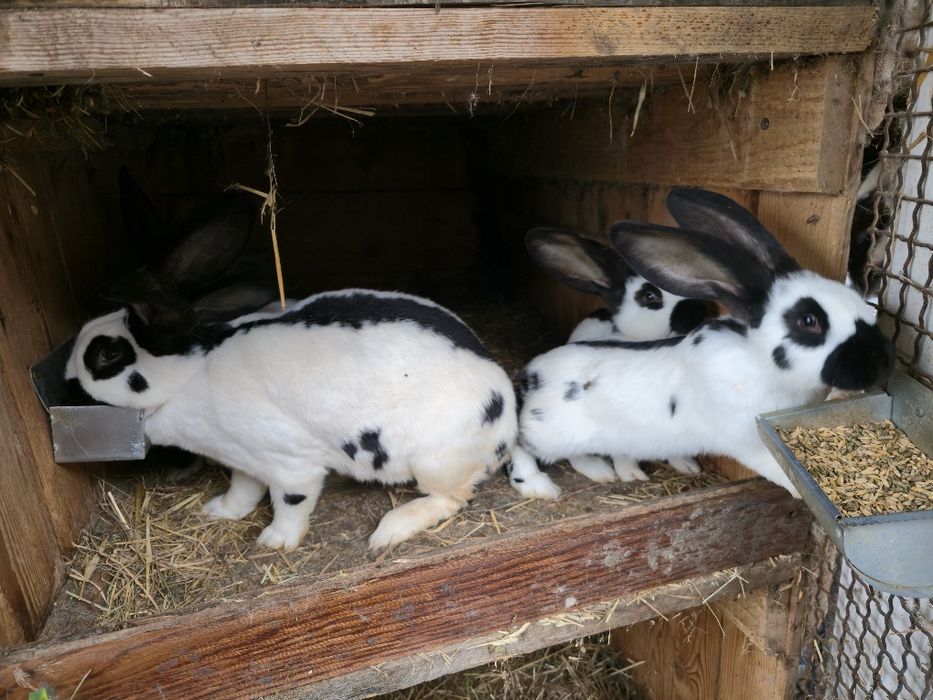 Kroliki olbrzym srokacz