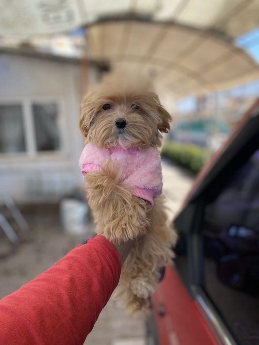 Мальтіпу , ммльтіпу