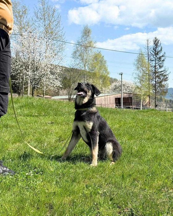 Хлоя (дівчинка) шукає дім!