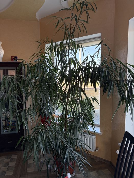 Фикус Биннендийка/Али