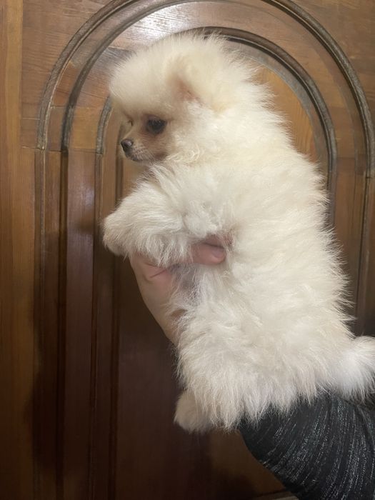 Настоящие померанцы распродажа