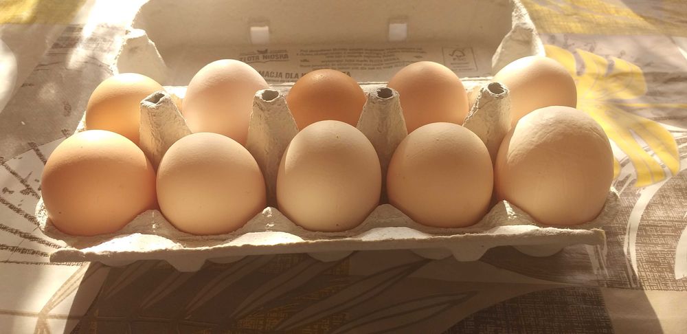 Jajka swojskie ekologiczne z własnego gospodarstwa z wolnego wybiegu