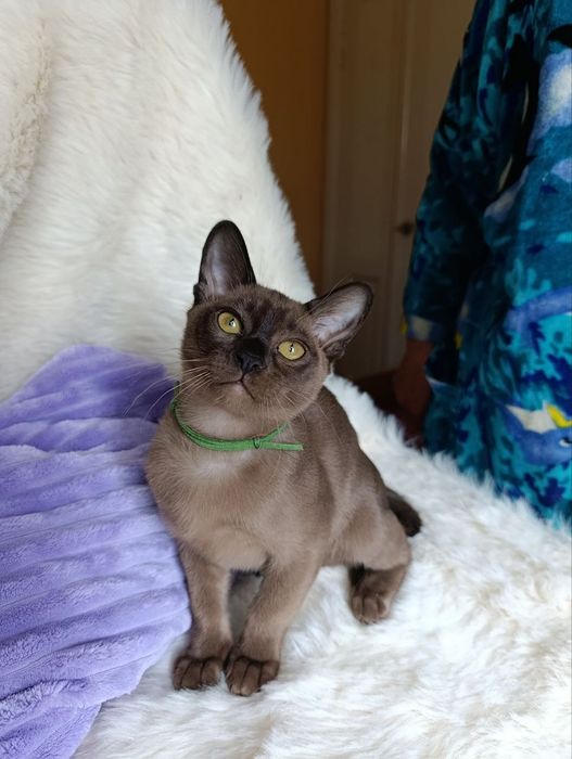 Бурма котик мальчик