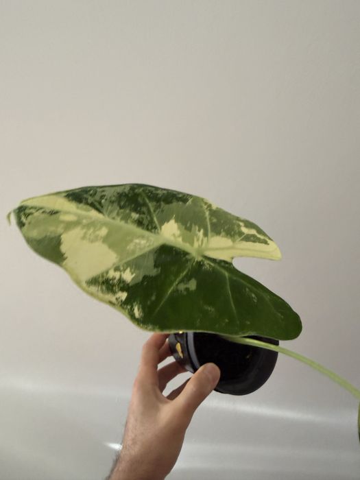 Alocasia Frydek albo variegata