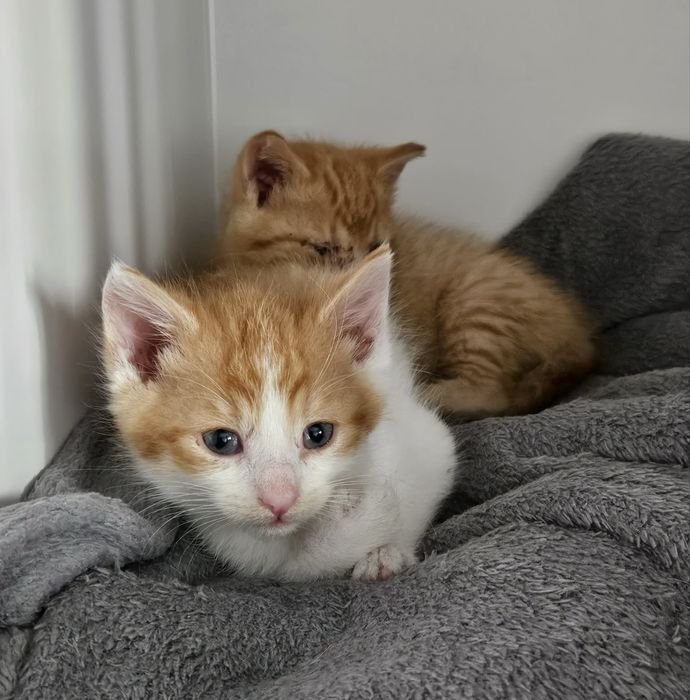 Mlode kotki do adopcji