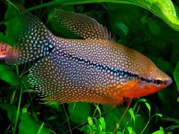 GB Gurami Mozaika - dowóz ryb!