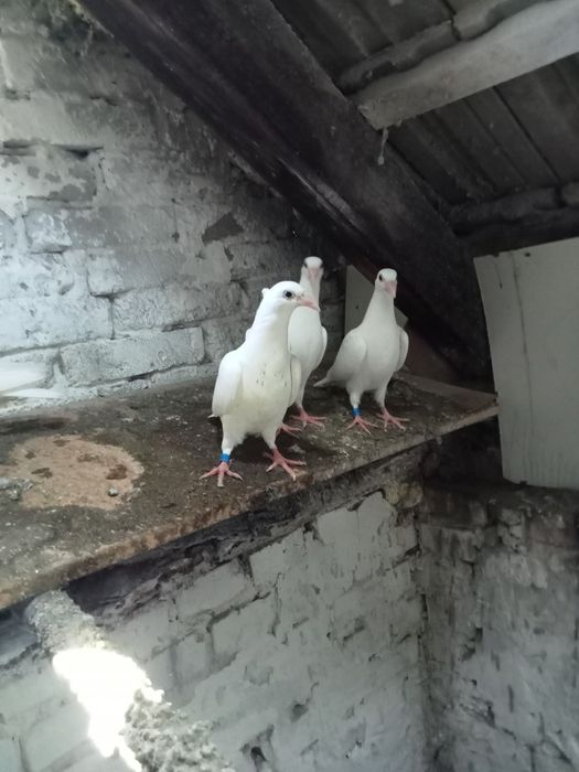 Gołębie pocztowe białe