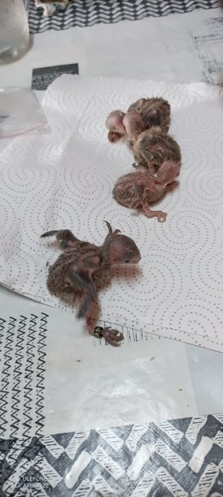 Aves bebés rosicoles