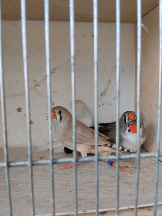 Sprzedam przepiękne zeberki