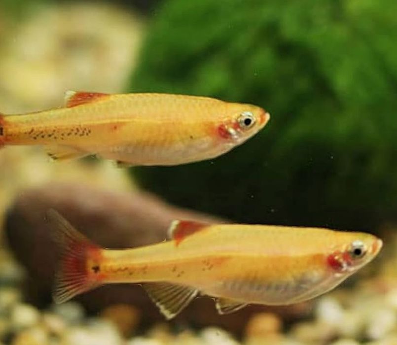 tanichthys (peixes de água fria)