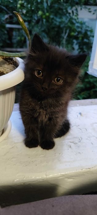 Котики 3 місяці