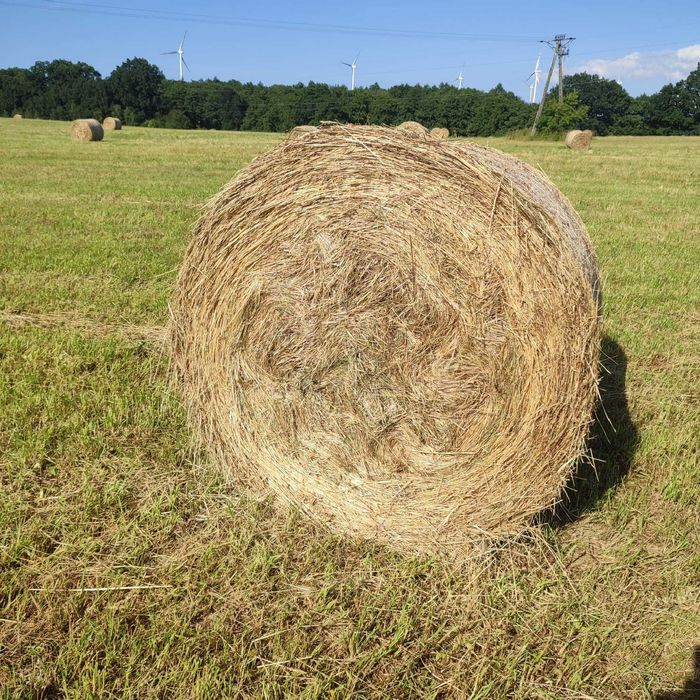 Siano w atrakcyjnej cenie