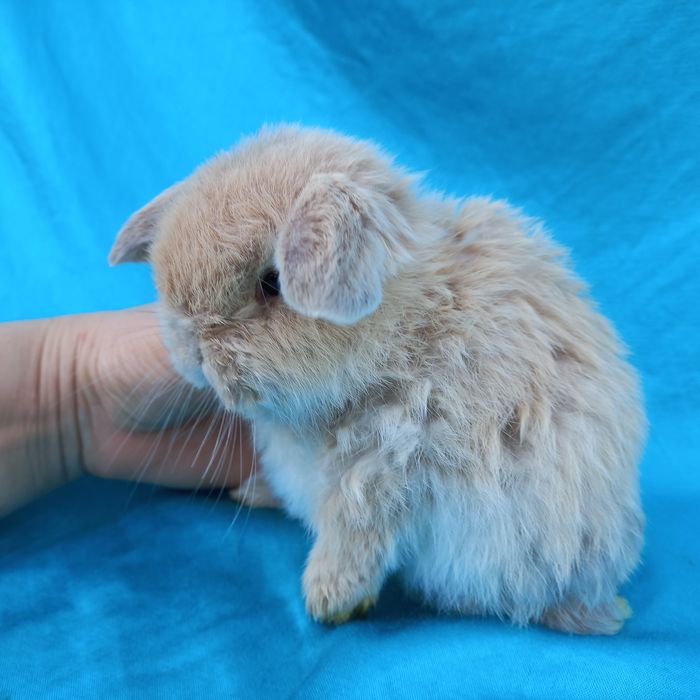 Вислоухие баранчики карликовые мини кролики