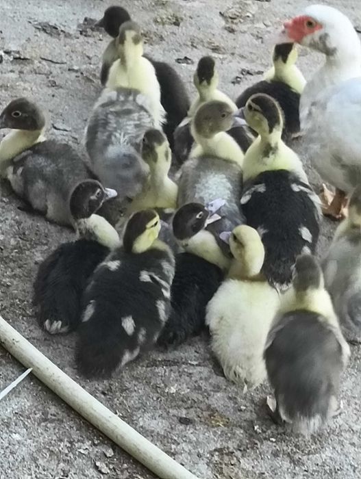 Patinhos mudos com 1 mês