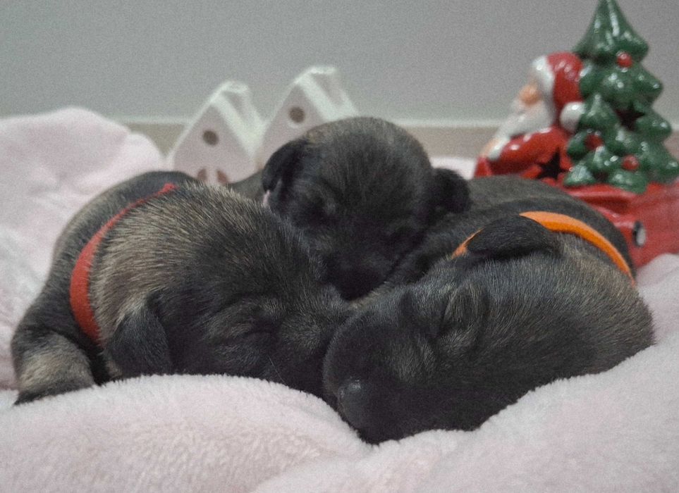 Sznaucer miniaturowy pieprz i sòl