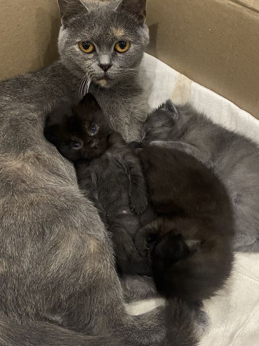 Кошенята шукають дім