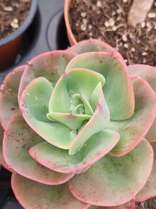 Suculentas echiveria green pacific, mandala