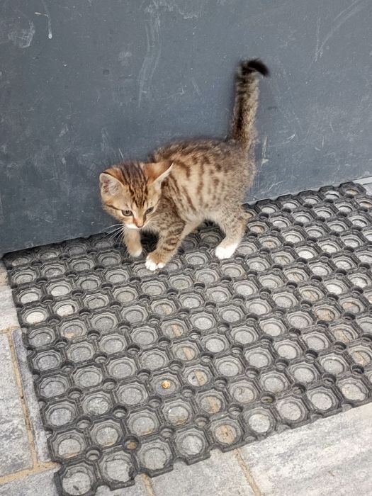 Oddam kotki w dobre ręce