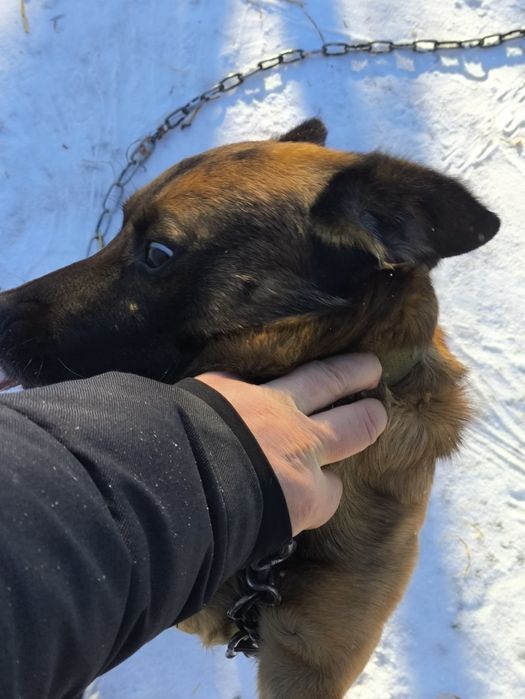 Візьміть в добрі руки гарного і доброго  собаку