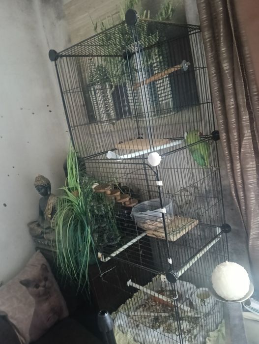 ring neck com gaiola