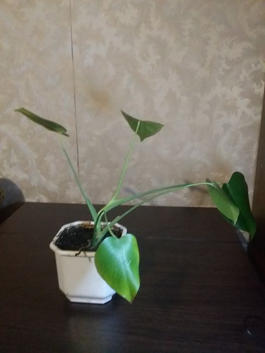 Монстера вазон офіс