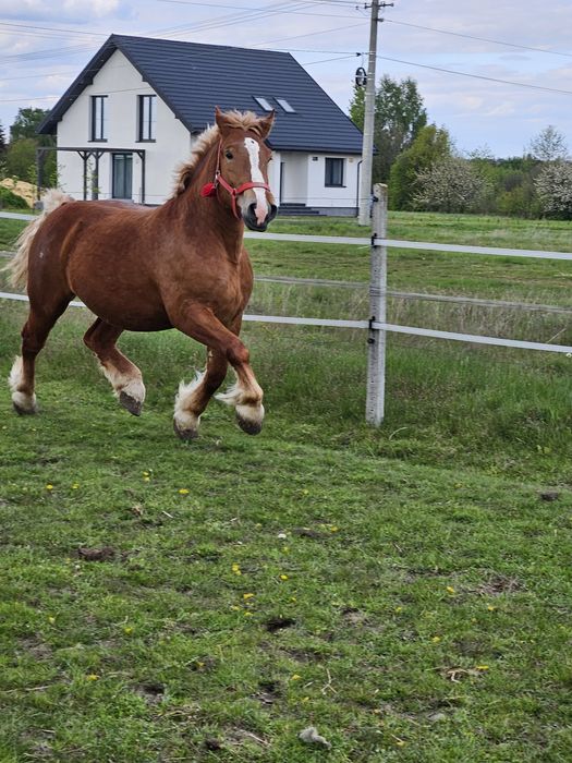 Klacz w typie sztumskim