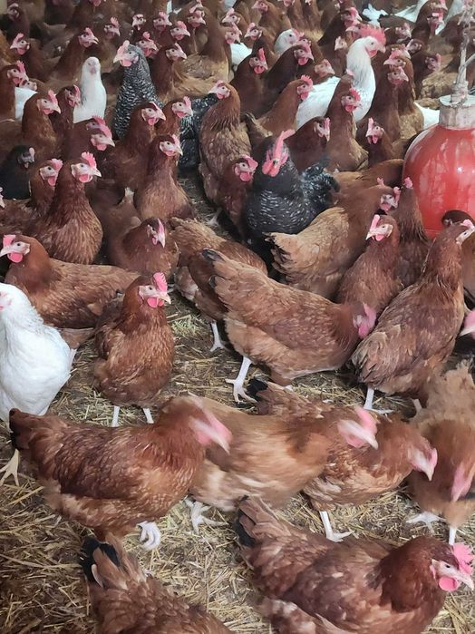 Kury nioski Rosa młoda z jajkiem.Dominant Leghorn.Dowóz Gratis.
