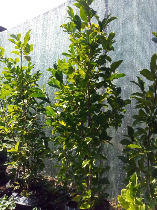 Магнолія Суланжа Джені Сенсація Альба Нігра Дафні Вулкан Енн Рустіка