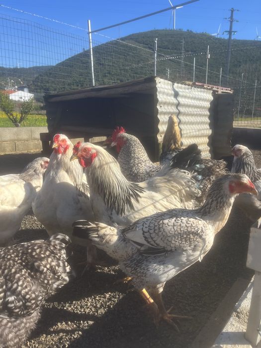 Brahma ligth de ovos importadoa