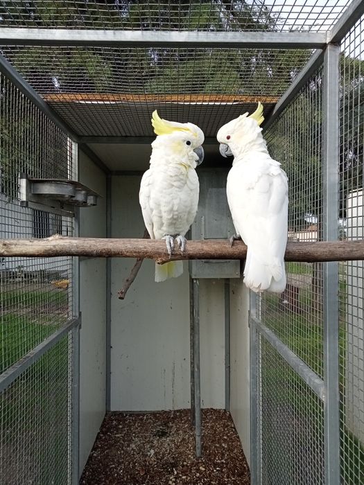 Casal de Cacatuas Sulphureas