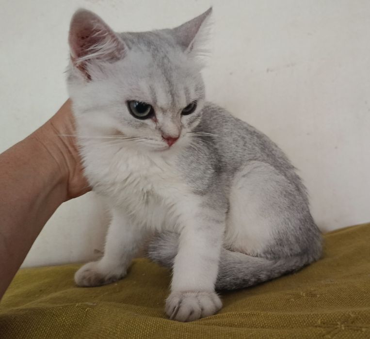 Срібляста шиншила кошеня хлопчик котик британський