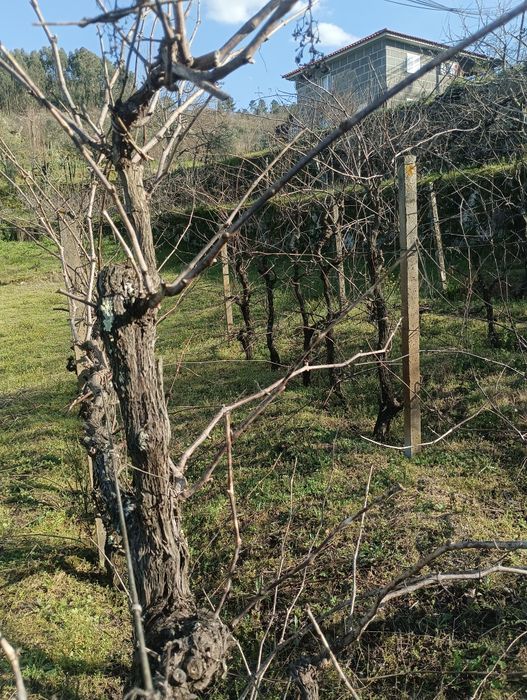 Alojamento local 6000 M2 com projeto resende