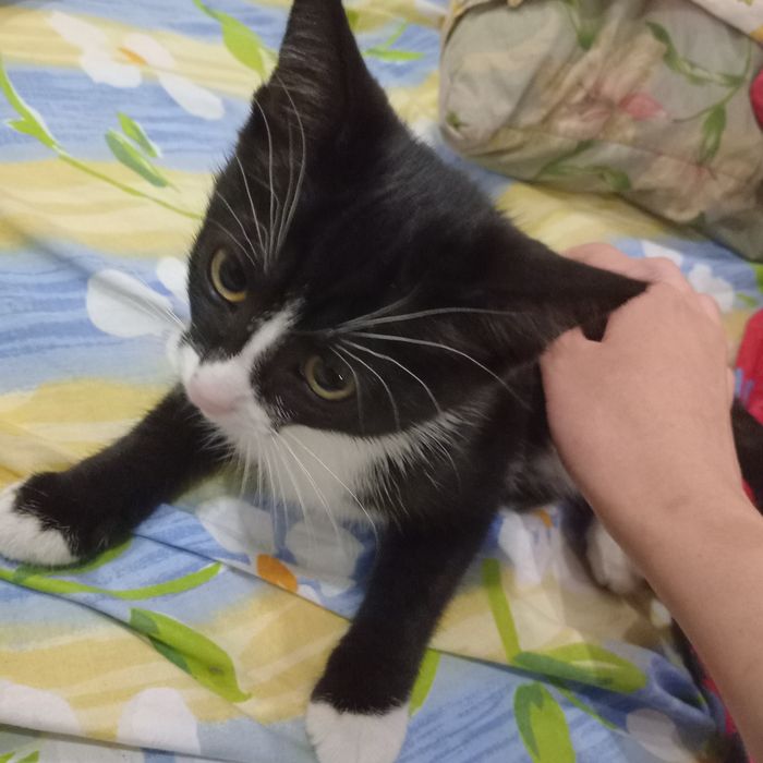 Срочно!отдам котенка