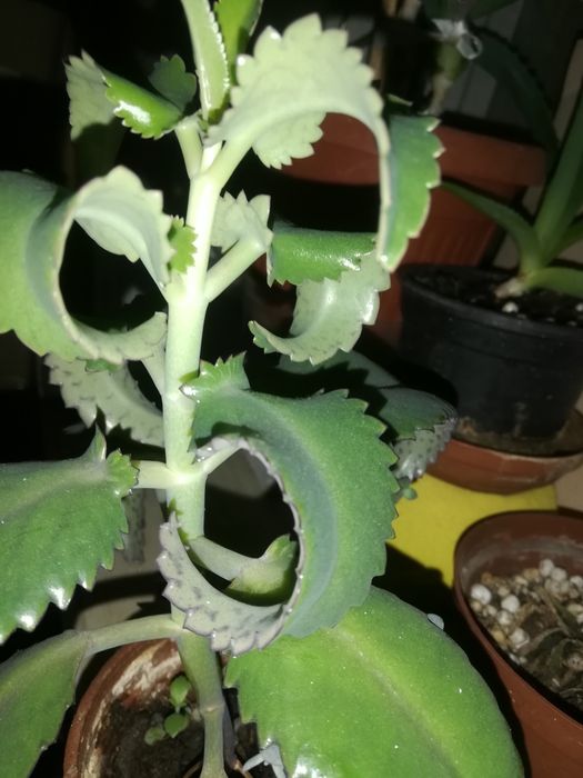 Каланхое. Столетник. денежное дерево.