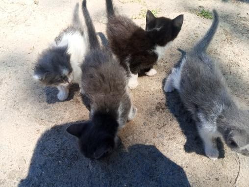 Вітдам в добрі руки