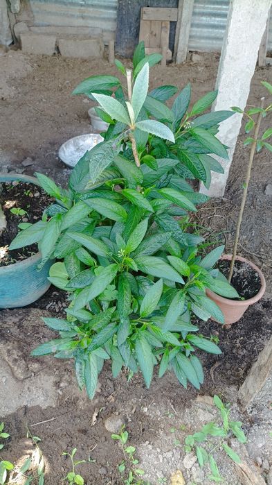 Tenho estes vasos  de pêra/ melão