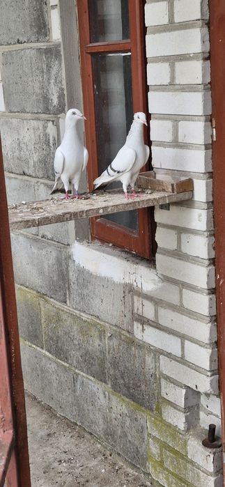 Perłowe, żałobne, pasiaki.