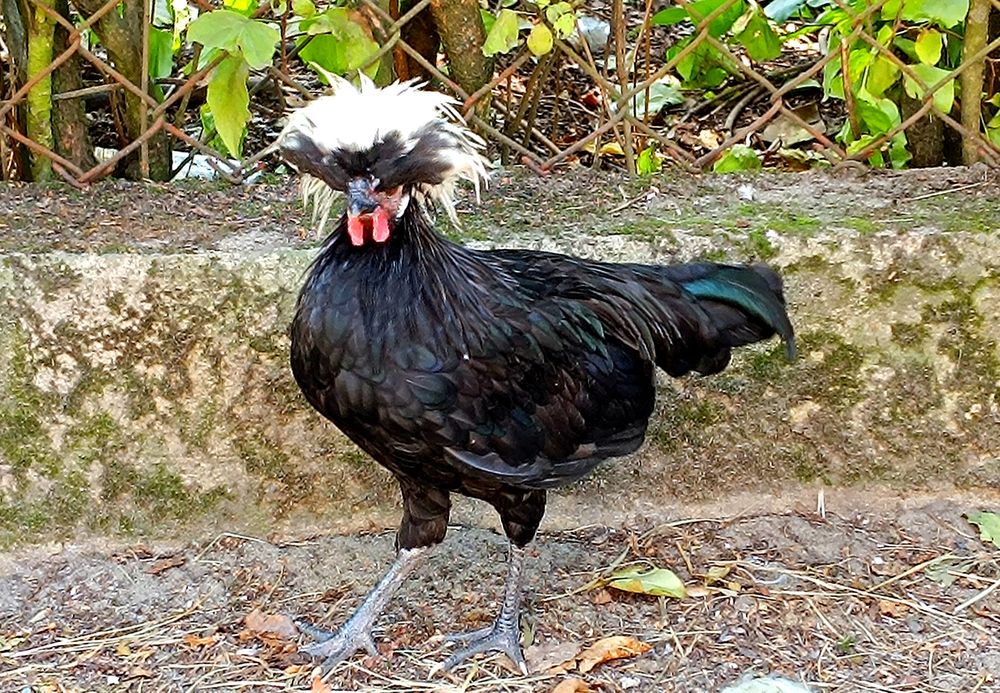 Jaja lęgowe czubatki , bialoczub holenderski