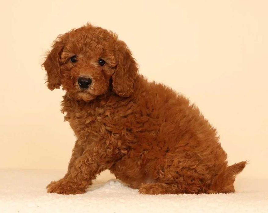 Goldendoodle disponível