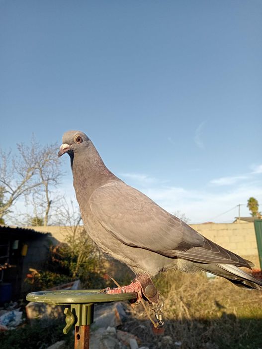 Pombos negaça azuis de gascogne (franceses)