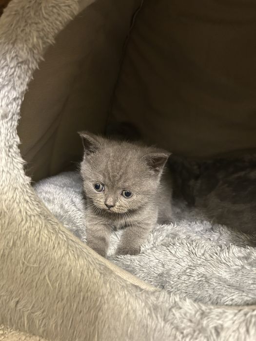 Кошенята шотландці