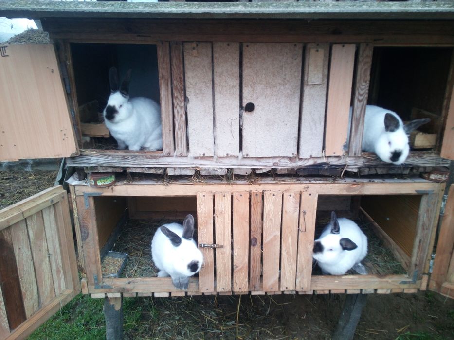 Кролі каліфорнійції,можливий обмін на зерно