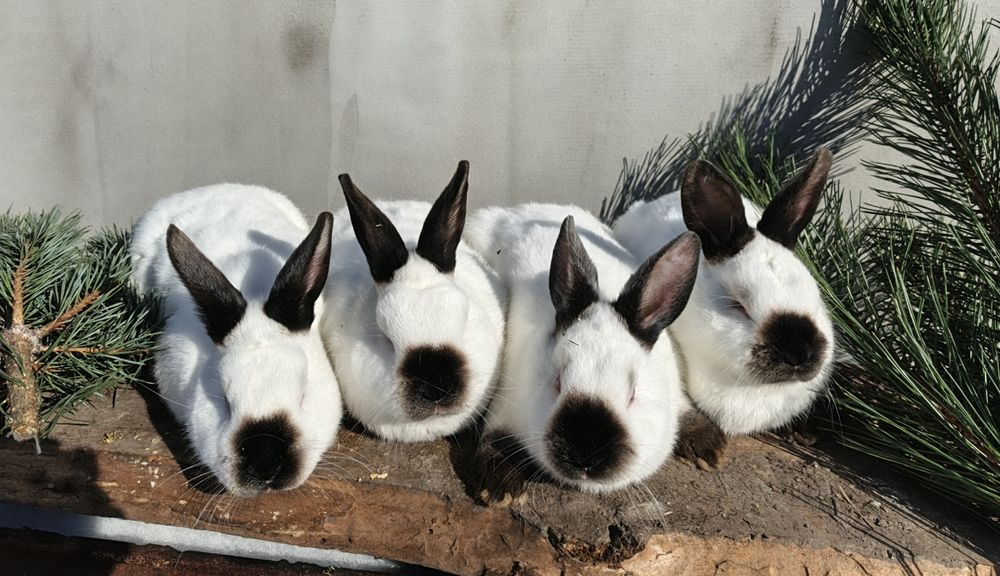 Кролики Каліфорнія