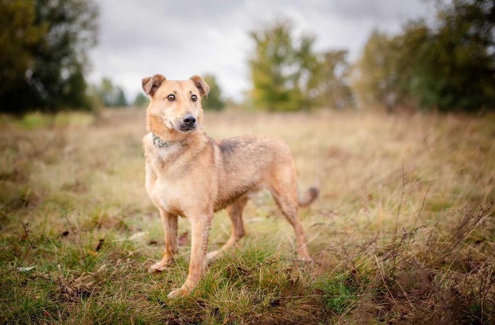 Snikers - kot w ciele psa szuka domu!