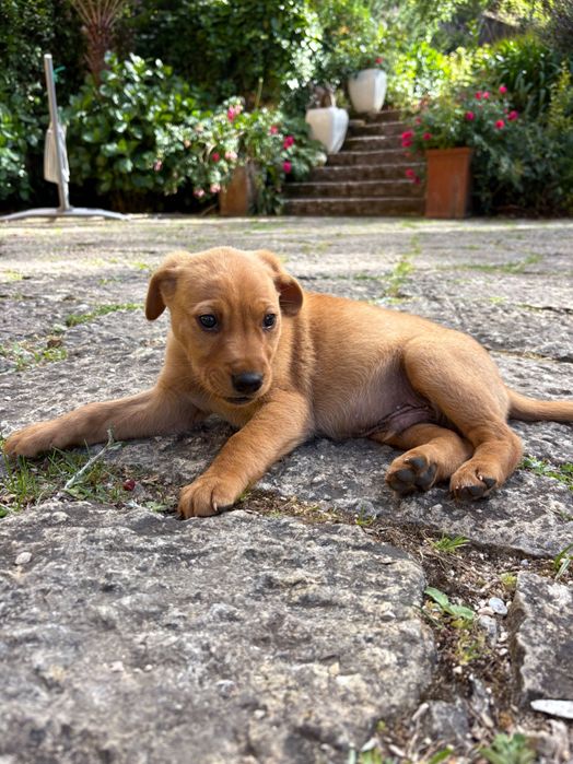 Cãezinhos com 2 meses 20€