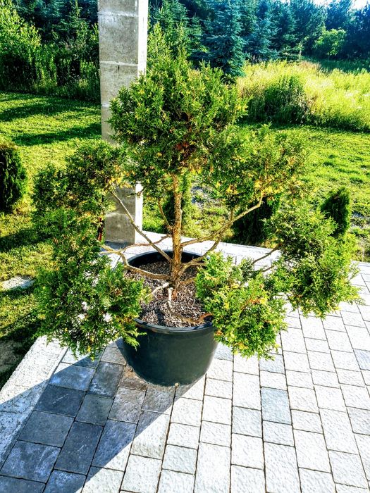 Piękny duży nowoczesny gęsty żółto zielony bonsai do ogrodu