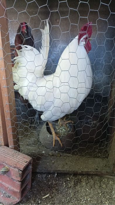 # Galo Leghorn #