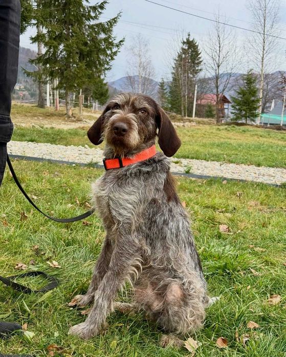 Фін, дратхаар, шукає дім