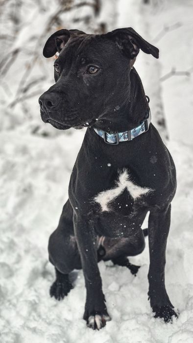 Młody pies w typie TTB szuka domu  / do adopcji