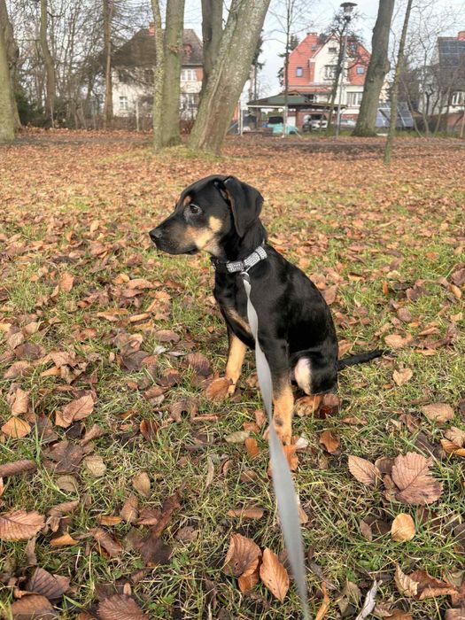 Oddam szczecniaka 6 msc